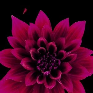 Meet your Posher, Collette